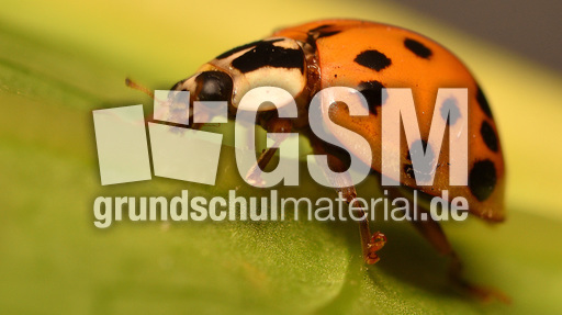 Asiatischer_Marienkäfer (8).jpg